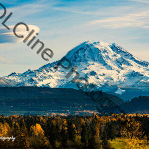 They're Here - Mt Rainier