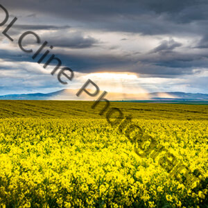 Canola Sun Rays