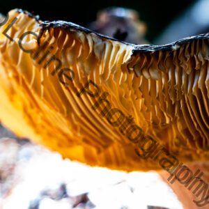 Forest Fungus