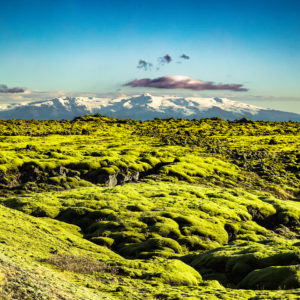 Moss Covered Lava Fields