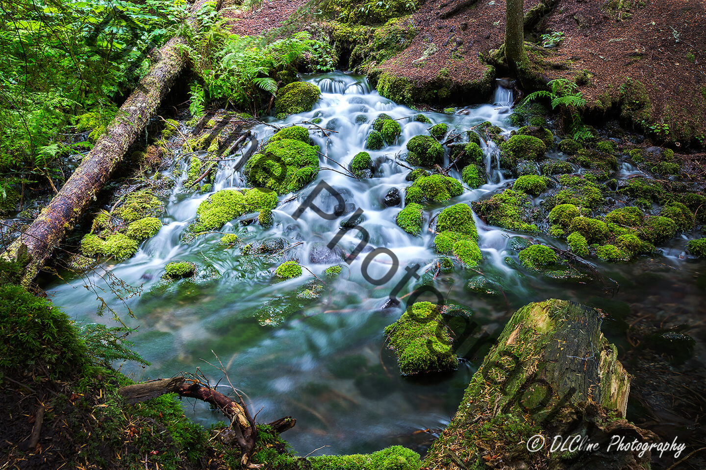 Silver Springs
