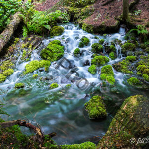 Silver Springs
