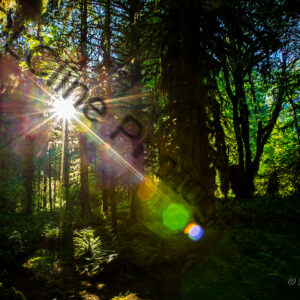 Hoh Rainforest Sunset